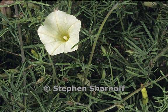 calystegia stebbinsii 1 graphic